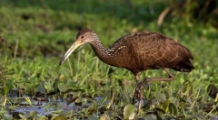 Arama, vagy egy pásztor daru